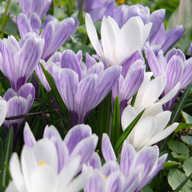 Crocus Large Flowering Pickwick & Jeanne D'Arc