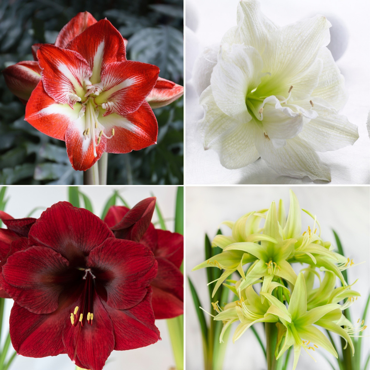 Amaryllis Assorted Designer Collection