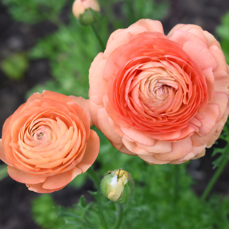 Ranunculus Tecolote Salmon (Fall)