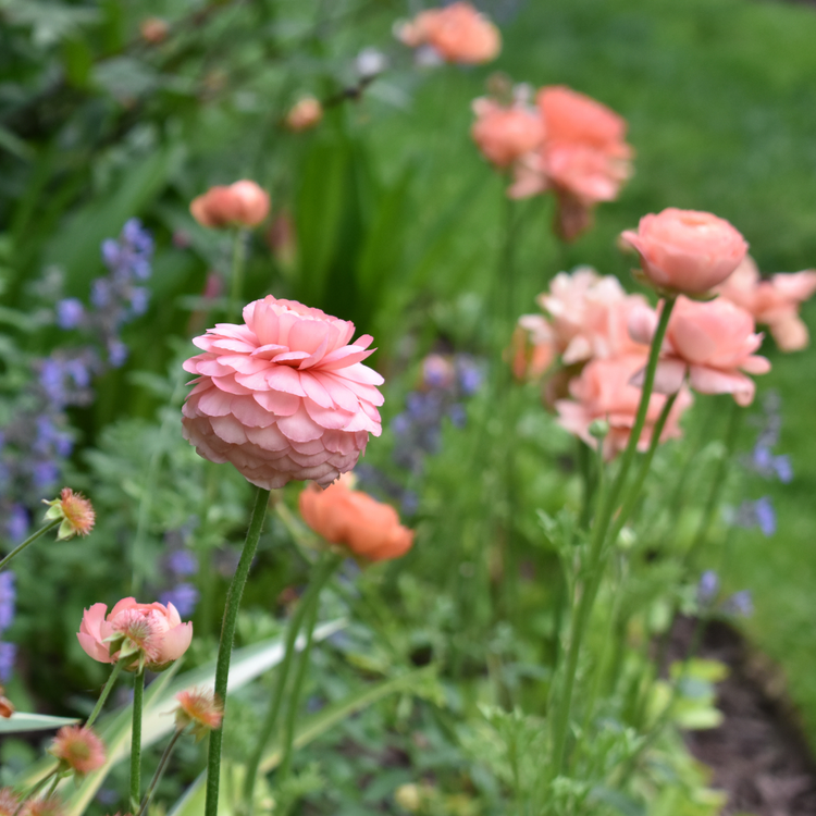 Ranunculus Tecolote Salmon (Fall)