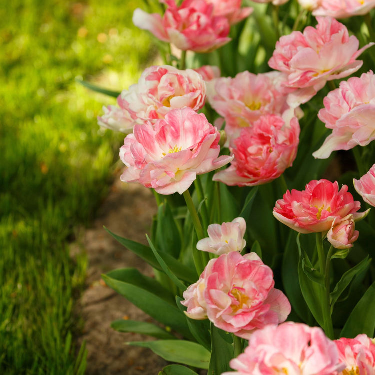 Tulip Double Late Finola