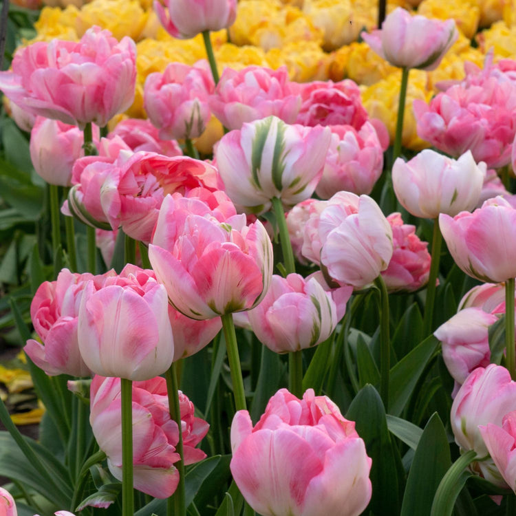 Tulip Double Late Finola