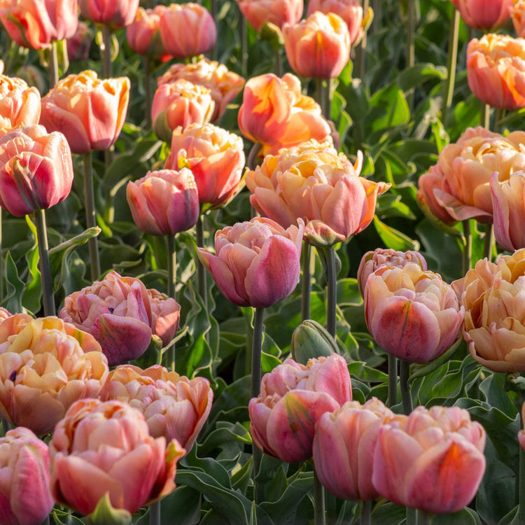 Tulip Double Late La Belle Epoque