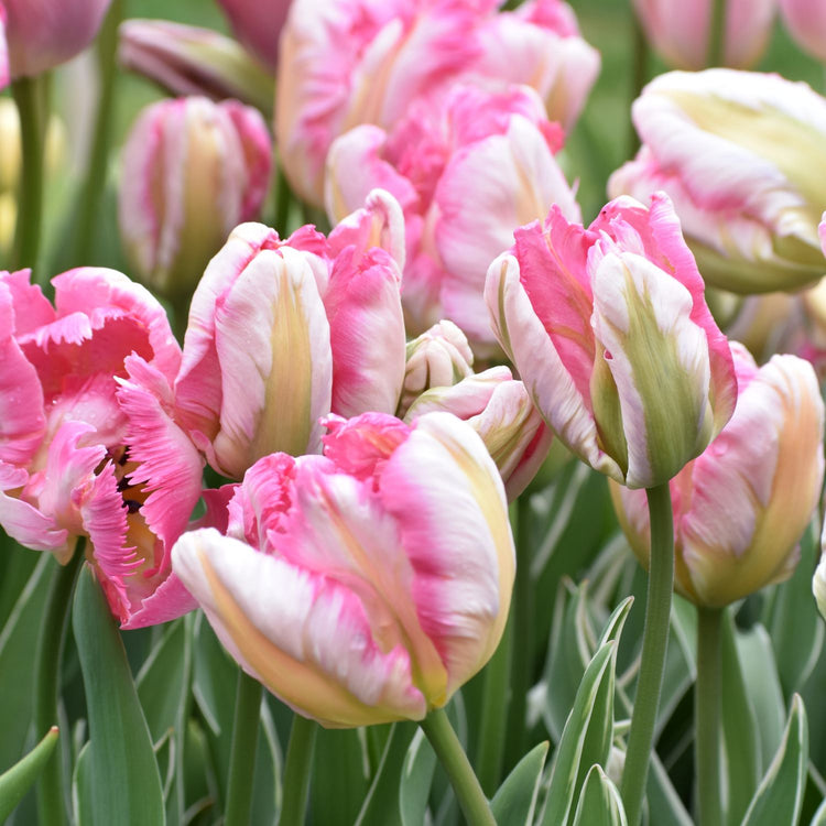 Tulip Silver Parrot