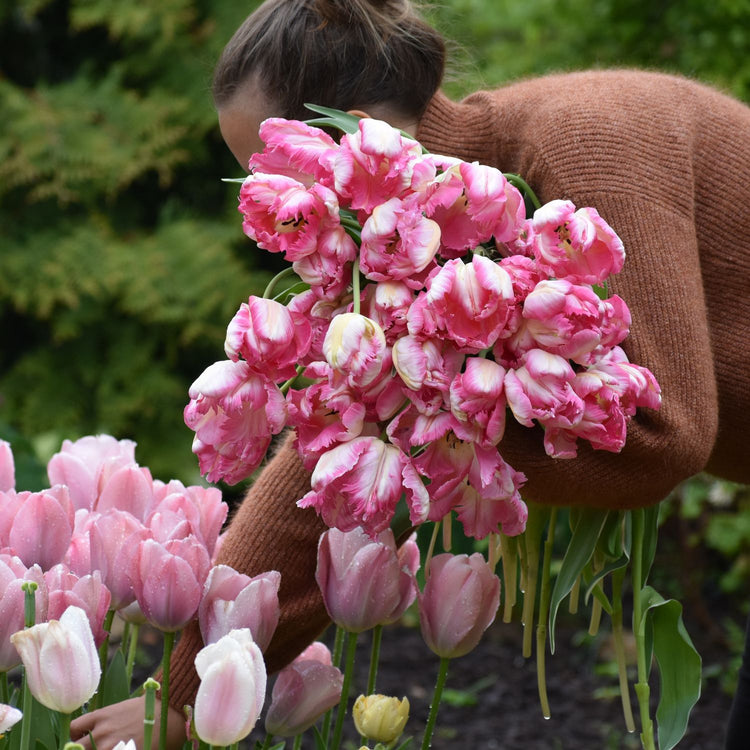 Tulip Silver Parrot