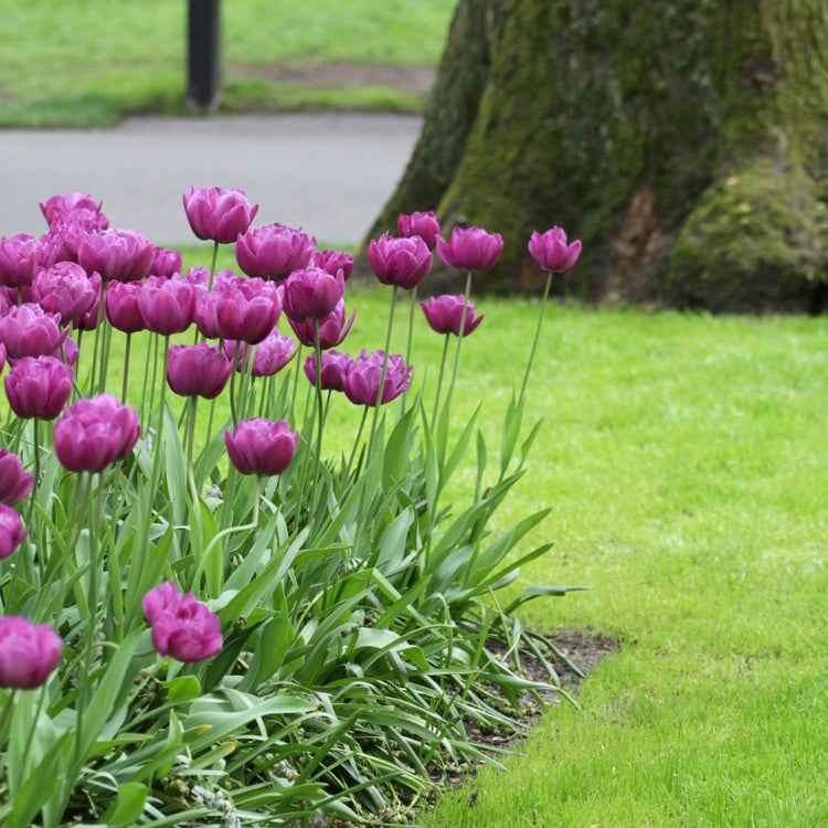 Tulip Double Late Blue Spectacle