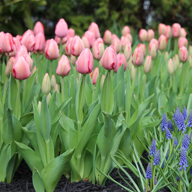Tulip Darwin Hybrid Pink Impression - Bulk Offer
