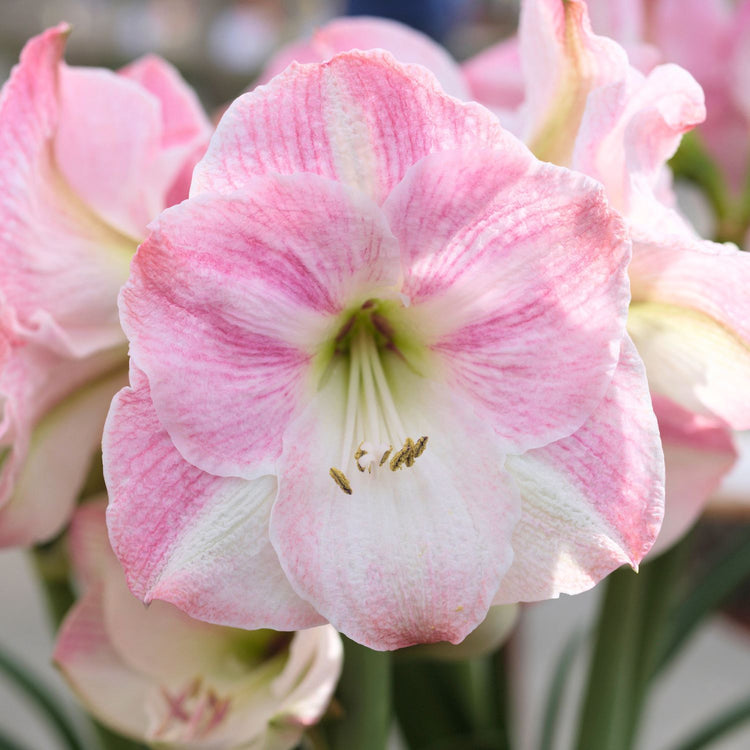 Amaryllis Single Cherry Blossom