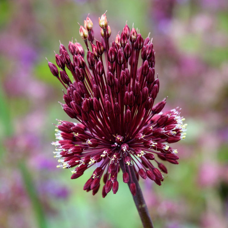 Allium Red Mohican