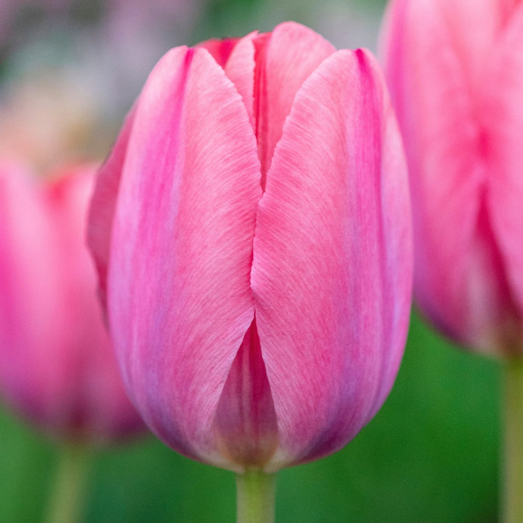 Tulip Darwin Hybrid Mystic Van Eijk