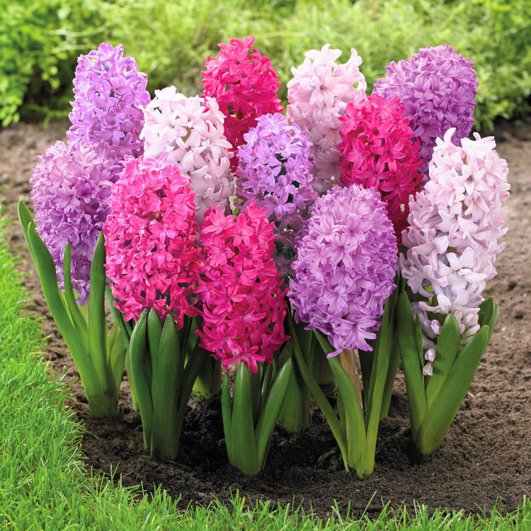 Hyacinth Orientalis Fierce Mix