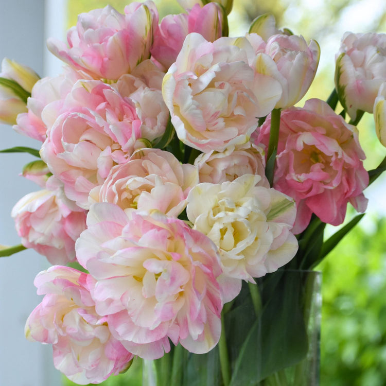Tulip Double Late Finola