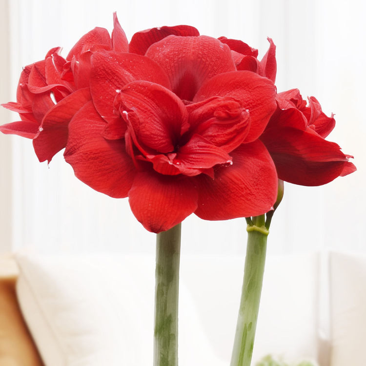 Amaryllis Double Red Symphony