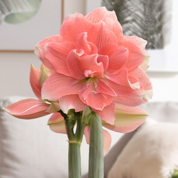 Amaryllis Double Tika Coral