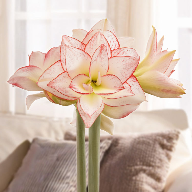 Amaryllis Double Tika Star