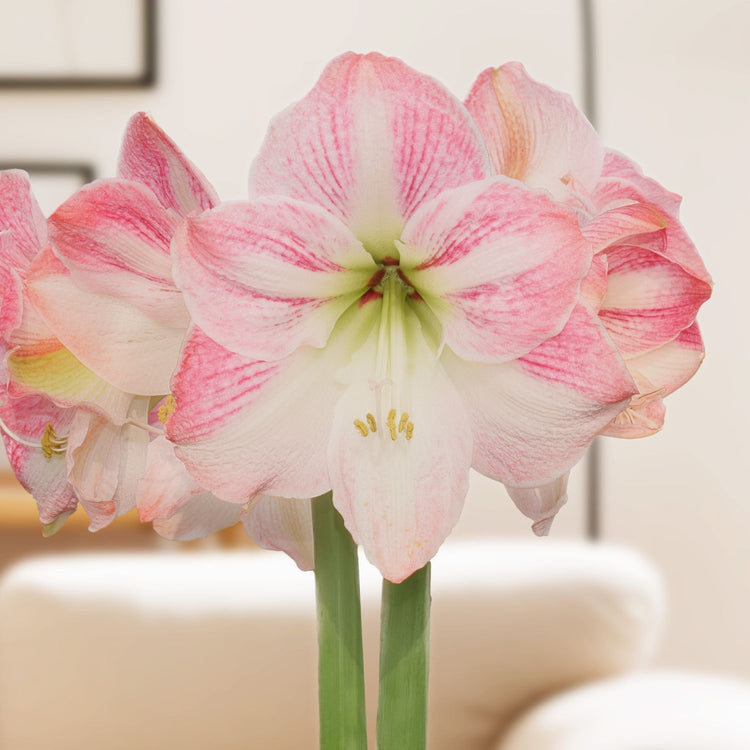 Amaryllis Single Cherry Blossom