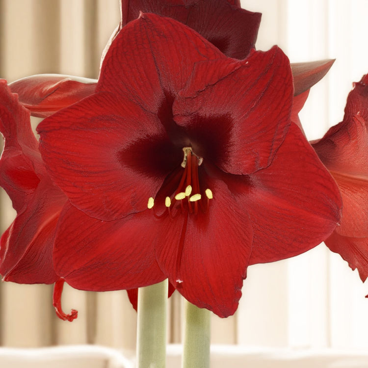 Amaryllis Single Andes Fire