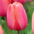 Best Selling Tulips