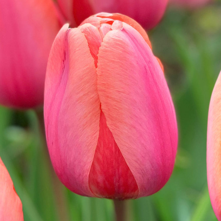 Tulip Darwin Hybrid Apricot Impression