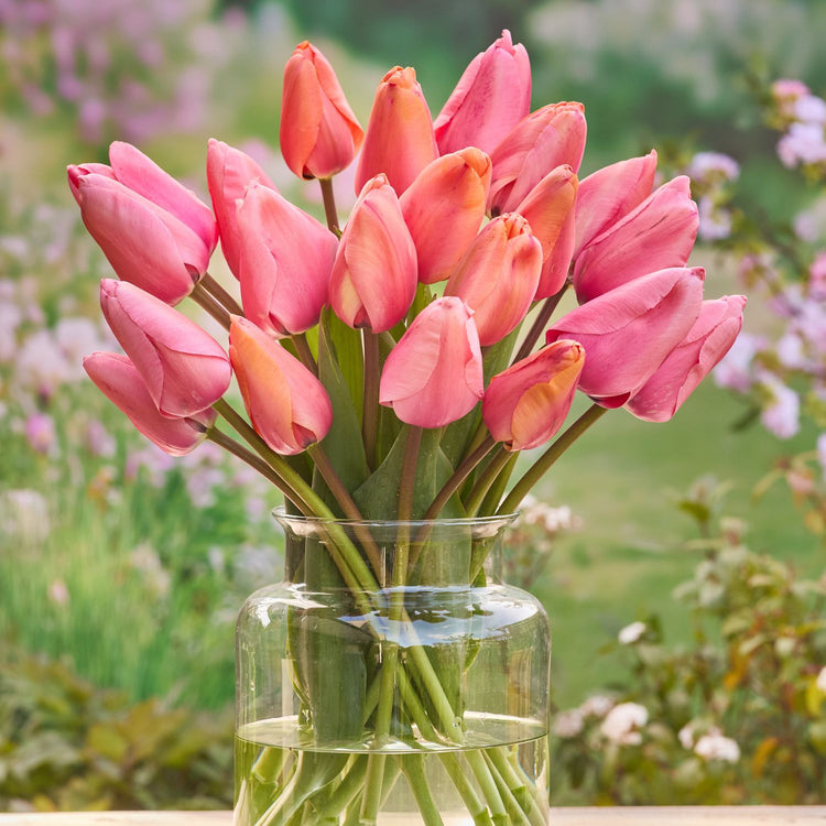 Tulip Darwin Hybrid Apricot Impression