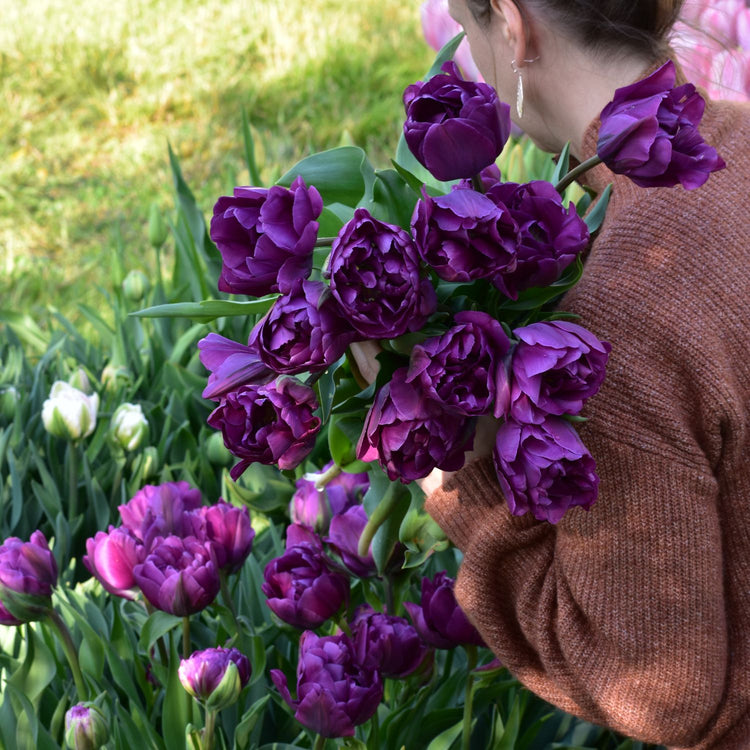 Tulip Double Late Negrita Double