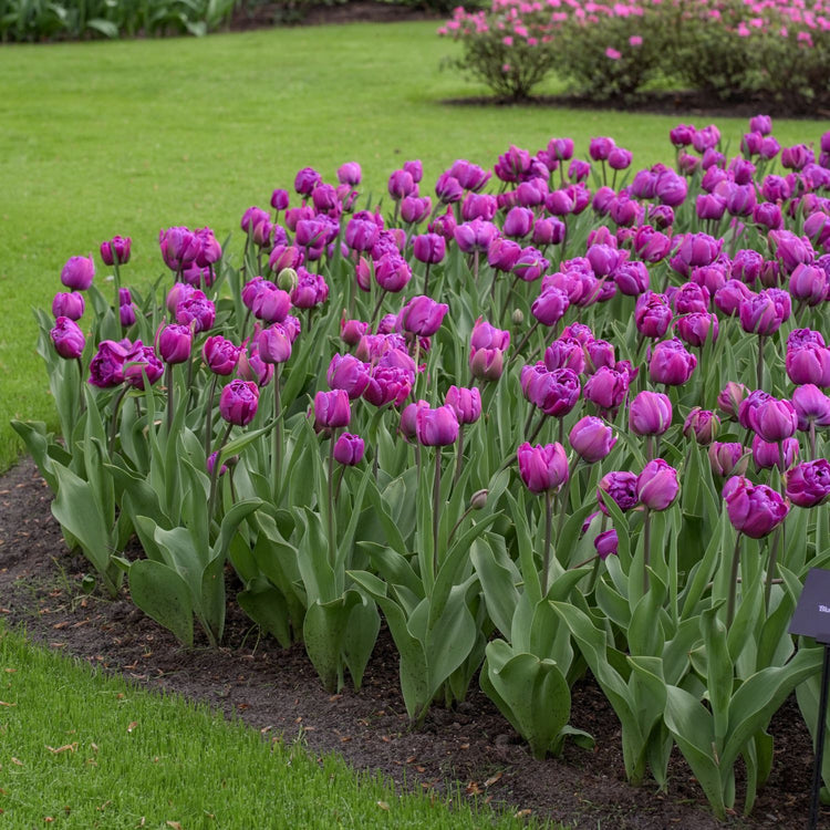 Tulip Double Late Negrita Double