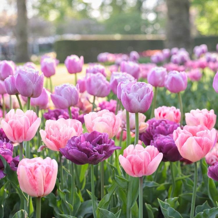 Tulip Double Early Foxtrot