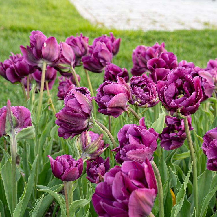 Tulip Double Late Negrita Double