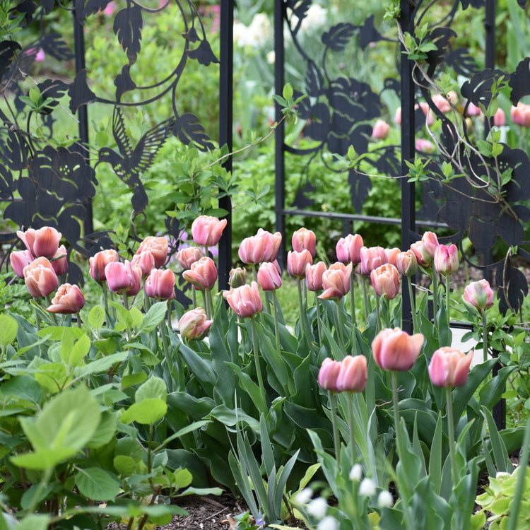 Tulip Double Late La Belle Epoque