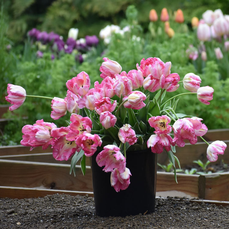 Tulip Silver Parrot