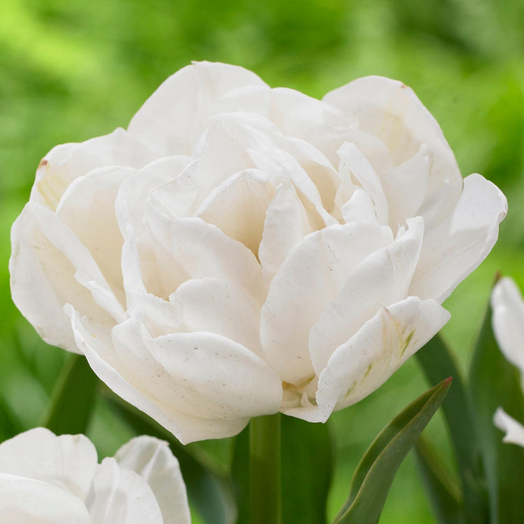 Tulip Double Late Mount Tacoma