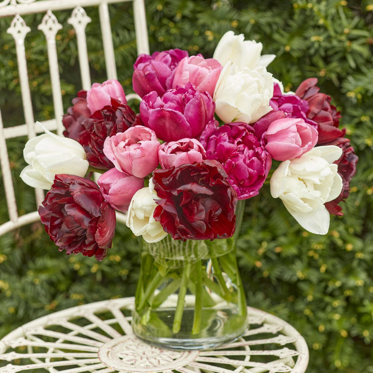 Tulip Double Late Mount Tacoma
