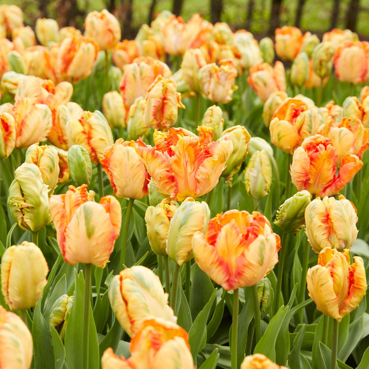 Tulip Parrot King