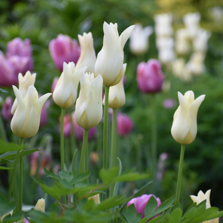 Tulip Lily Flowering Elegant Lady