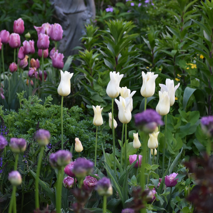 Tulip Lily Flowering Elegant Lady