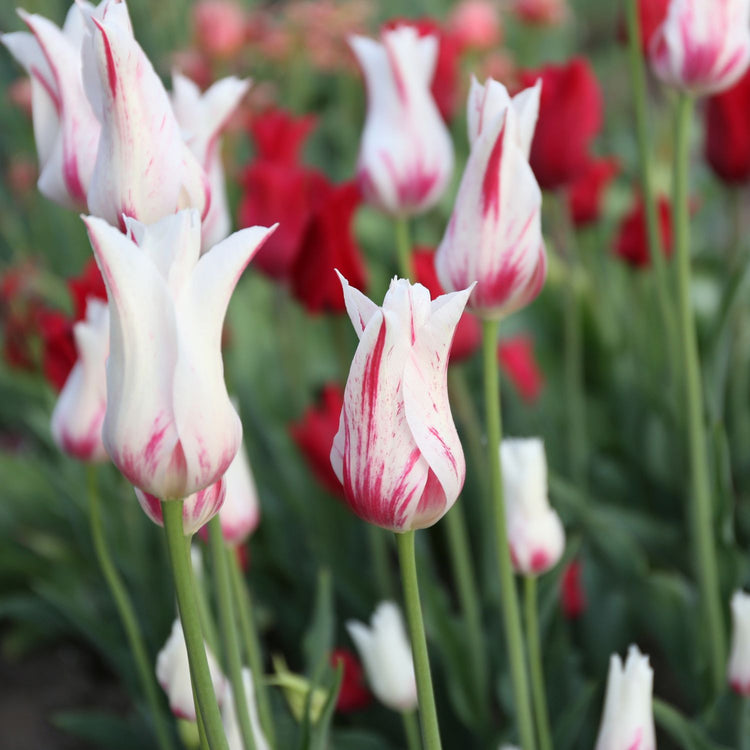 Tulip Lily Flowering Marilyn