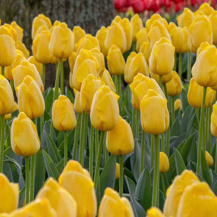 Tulip Darwin Hybrid Novi Sun