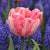 Double Early Tulips