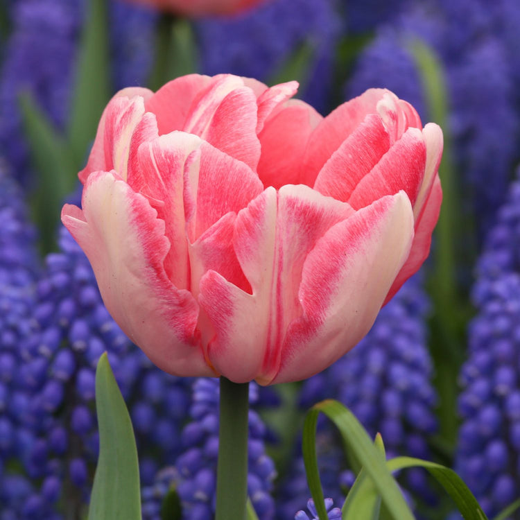 Tulip Double Early Foxtrot