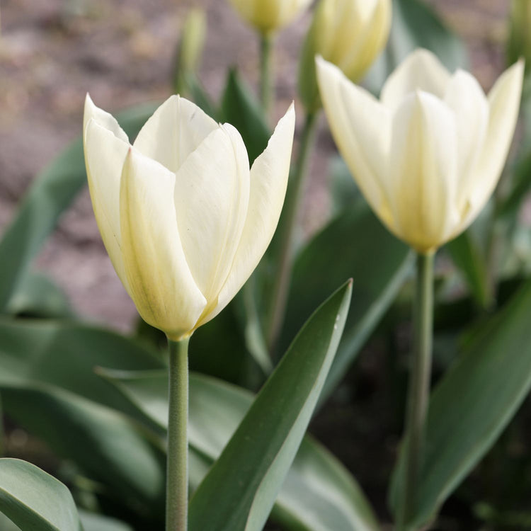 Tulip Fosteriana White Emperor