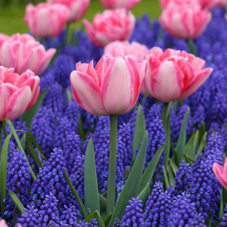 Tulip Double Early Foxtrot