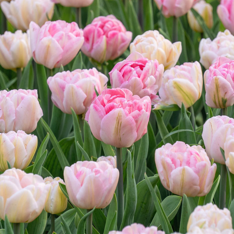 Tulip Double Early Foxtrot
