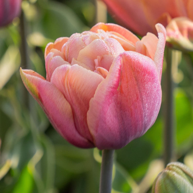 Tulip Double Late La Belle Epoque