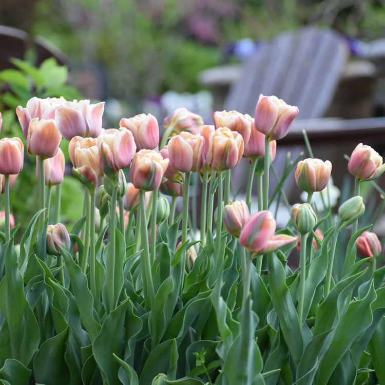 Tulip Double Late La Belle Epoque