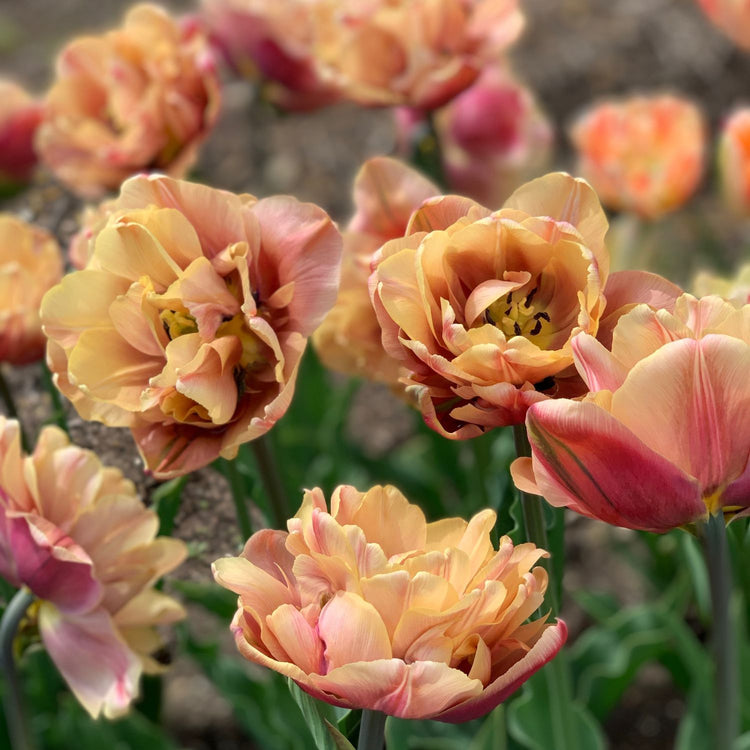 Tulip Double Late La Belle Epoque