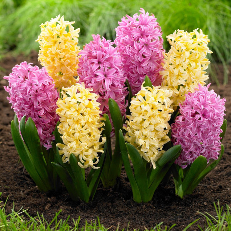 Hyacinth Orientalis Pink Pearl & City of Haarlem