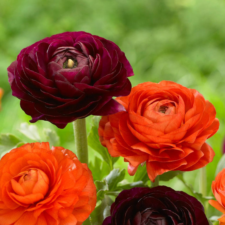Ranunculus Tomer Purple & Orange  (Fall)