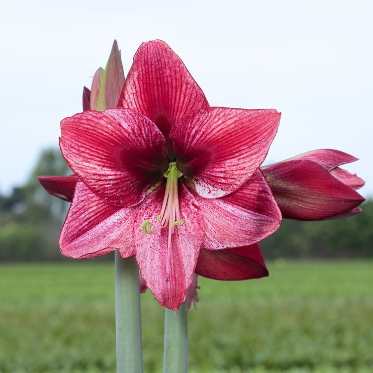 Amaryllis Single Revelation