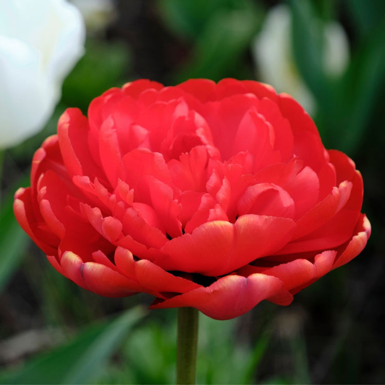 Tulip Double Late Miranda