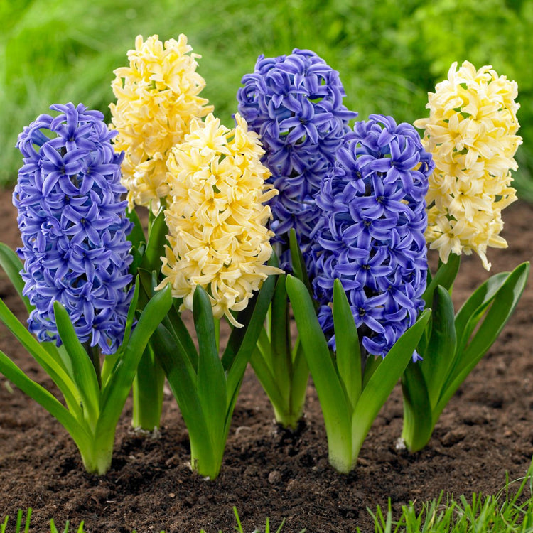 Hyacinth Orientalis Blue Jacket & City of Haarlem
